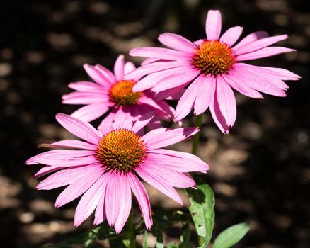 Coneflower (Echinacea purpurea), flowers of summer