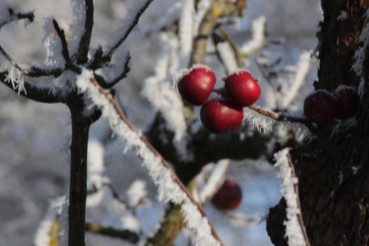 red apple and the privet under the snow. Winter frostbite of shrubby plants. The poisonous black berry has ripened. High quality photo