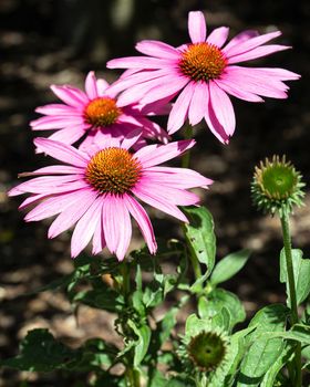 Coneflower (Echinacea purpurea), flowers of summer