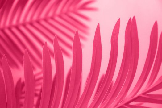Shadow leaf dypsis on Viva Magenta color wall. Viva Magenta color of the year 2023. Monochrome background. High quality photo