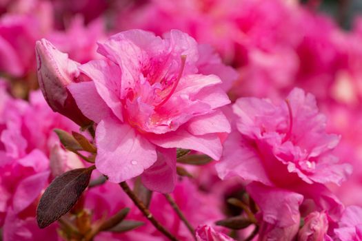 Azalee (Rhododendron japonicum), close up of the flower head