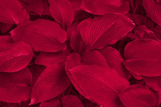 Viva magenta color leaf texture, nature monochrom background. Color of the year 2023. High quality photo