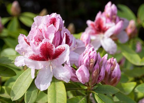 Rhododendron Hybrid (Rhododendron hybrid), close up of the flower head in sunshine