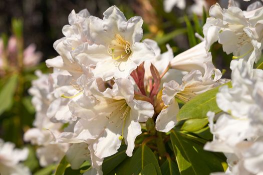 Rhododendron Hybrid (Rhododendron hybrid), close up of the flower head in sunshine