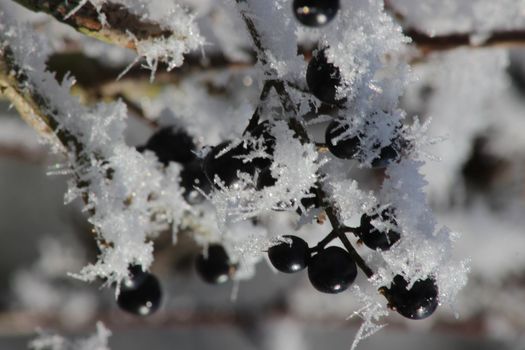 red apple and the privet under the snow. Winter frostbite of shrubby plants. The poisonous black berry has ripened. High quality photo