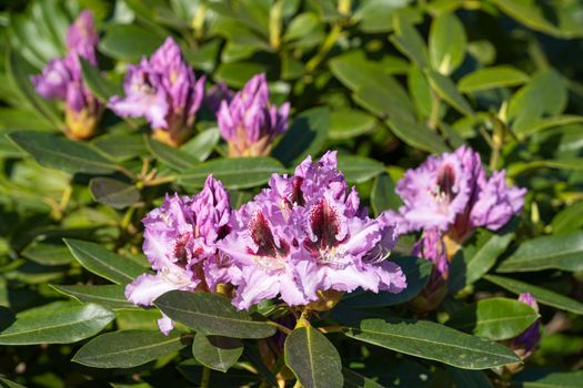 Rhododendron Hybrid (Rhododendron hybrid), close up of the flower head in sunshine