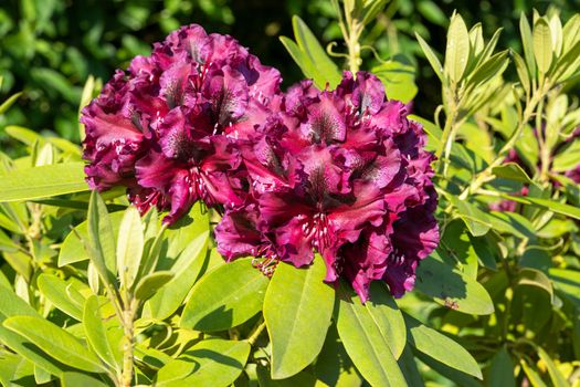 Rhododendron Hybrid (Rhododendron hybrid), close up of the flower head in sunshine