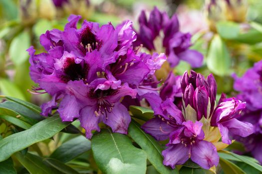 Rhododendron Hybrid (Rhododendron hybrid), close up of the flower head in sunshine