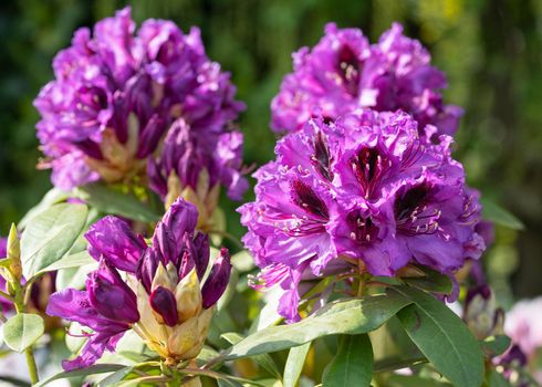 Rhododendron Hybrid (Rhododendron hybrid), close up of the flower head in sunshine