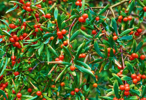 Hippophae rhamnoies leaves and berry texture. Leaves Sea buckthorn texture background. Nature background. High quality photo