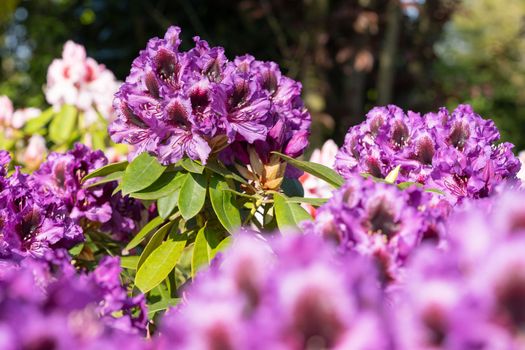 Rhododendron Hybrid (Rhododendron hybrid), close up of the flower head in sunshine