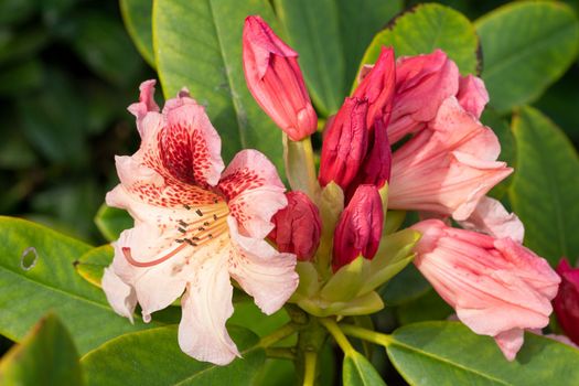 Rhododendron Hybrid (Rhododendron hybrid), close up of the flower head in sunshine