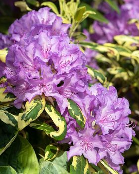 Rhododendron Hybrid (Rhododendron hybrid), close up of the flower head in sunshine