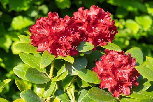 Rhododendron Hybrid (Rhododendron hybrid), close up of the flower head in sunshine