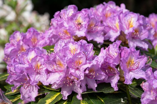 Rhododendron Hybrid (Rhododendron hybrid), close up of the flower head in sunshine