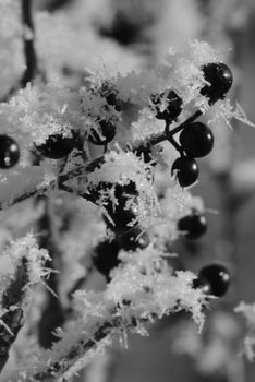 red apple and the privet under the snow. Winter frostbite of shrubby plants. The poisonous black berry has ripened. High quality photo