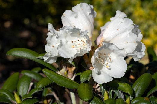 Rhododendron Hybrid (Rhododendron hybrid), close up of the flower head in sunshine