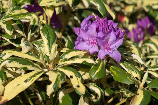 Rhododendron Hybrid (Rhododendron hybrid), close up of the flower head in sunshine