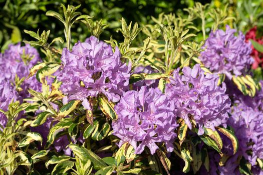 Rhododendron Hybrid (Rhododendron hybrid), close up of the flower head in sunshine