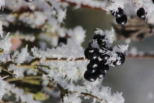 red apple and the privet under the snow. Winter frostbite of shrubby plants. The poisonous black berry has ripened. High quality photo