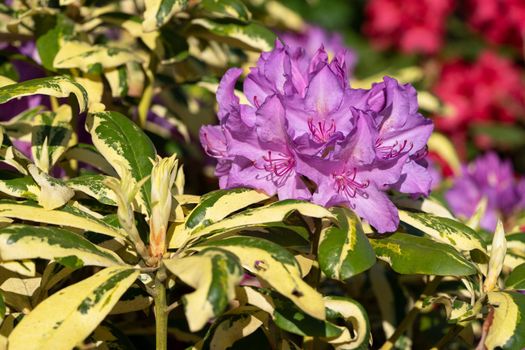 Rhododendron Hybrid (Rhododendron hybrid), close up of the flower head in sunshine