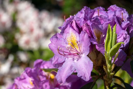 Rhododendron Hybrid (Rhododendron hybrid), close up of the flower head in sunshine