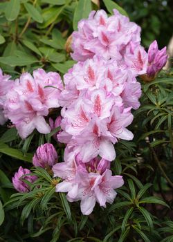 Rhododendron Ponticum Filigran (Rhododendron Ponticum)