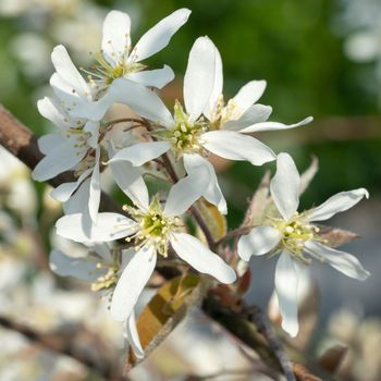 Juneberry (Amelanchier lamarckii), blooms of springtime