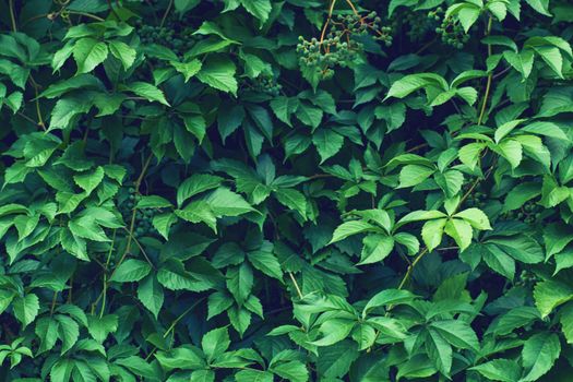 Parthenocissus leaves green natural background. High quality photo