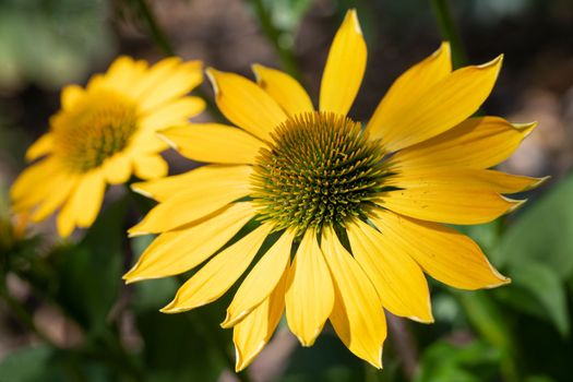 Coneflower (Echinacea purpurea), flowers of summer