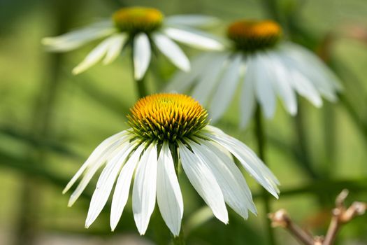 Coneflower (Echinacea purpurea), flowers of summer