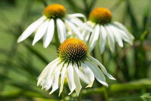 Coneflower (Echinacea purpurea), flowers of summer