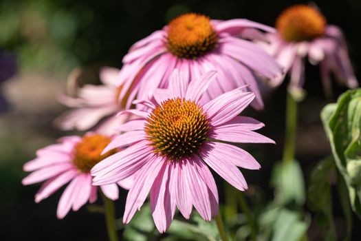 Coneflower (Echinacea purpurea), flowers of summer