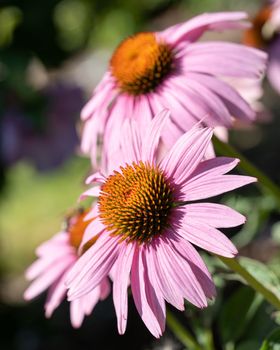 Coneflower (Echinacea purpurea), flowers of summer