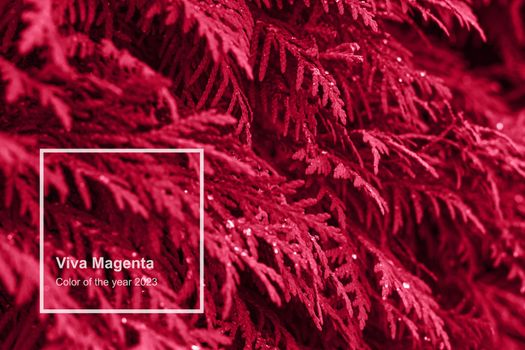 Viva magenta color leaf texture, nature monochrom background. Color of the year 2023. High quality photo