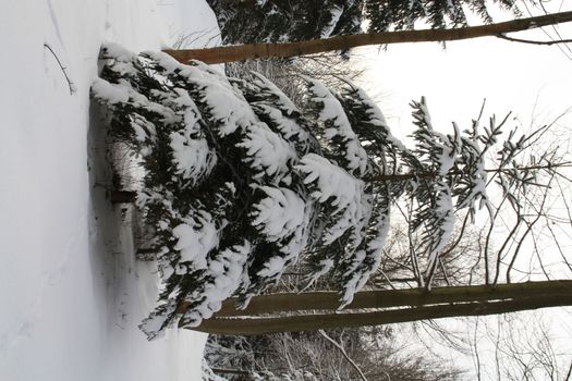 winter snow-covered Christmas trees in a city park in Germany Europe. High quality photo