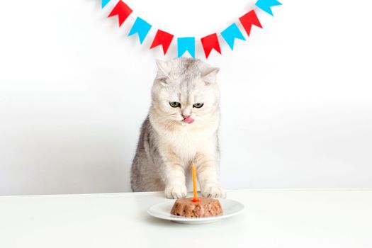 A funny white cat in a yellow paper cap sits at a white table with a canned cat cake with a candle and licks his lips. Copy space