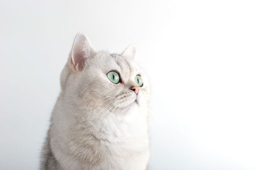 Portrait of a white British cat with green eyes on a white background looks to the side. copy space