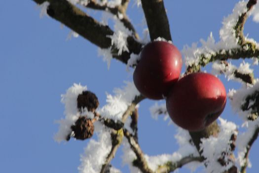 red apple and the privet under the snow. Winter frostbite of shrubby plants. The poisonous black berry has ripened. High quality photo