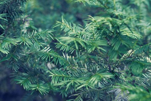 Taxus baccata green twig texture. Berry yew plant texture background. High quality photo