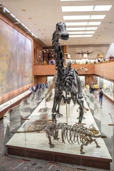 20.11. 2022, Moscow, Russia, Yu.A. Orlov Paleontological Museum, Tricerapers Dinosaur Skeleton. Tyrannosaurus rex skull, Giant Dinosaur. T-rex skeleton