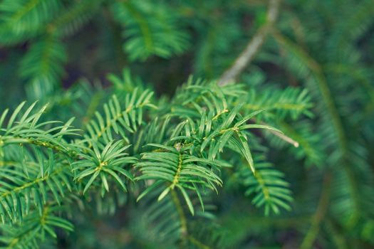 Taxus baccata green twig texture. Berry yew plant texture background. High quality photo