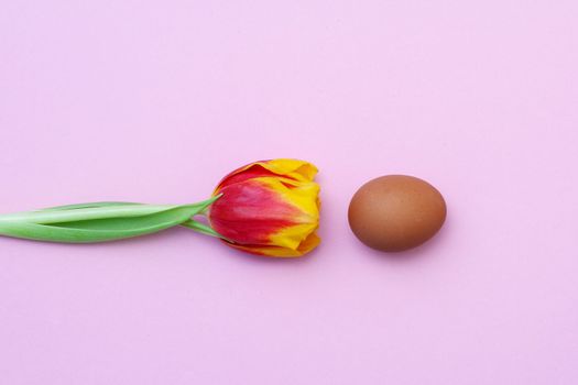 A composition of one red tulip and a hen egg on a pink solid background.