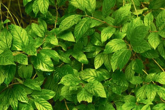 Green leaf texture. Leaves texture background. Creative layout of green leaves. Nature background. High quality photo