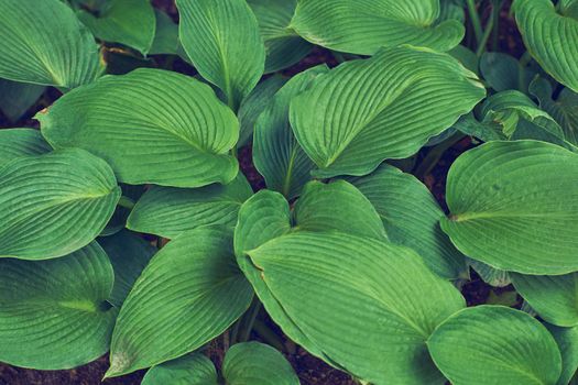 Hosta sieboldiana green leaf texture. Leaves texture background. Creative layout of green leaves. Nature background. High quality photo