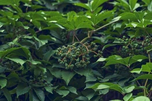 Parthenocissus leaves green natural background. High quality photo