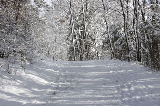 a road in a forest or park covered with snow in winter along with surrounding bushes and trees and Christmas trees in Germany Europe. High quality photo