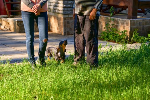 a domesticated carnivorous mammal that typically has a long snout, an acute sense of smell, nonretractable claws. Faithful dog dachshund with his owner and mistress in the yard during cleaning.