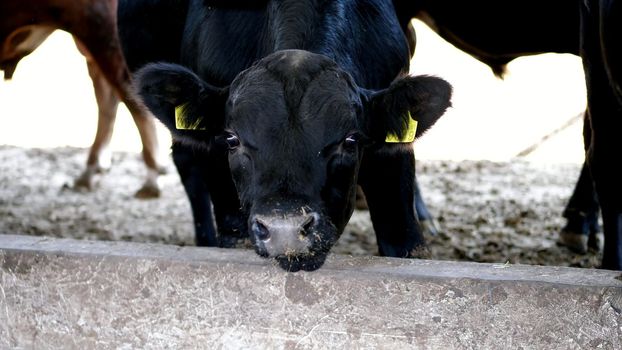 close-up. young bull chews hay. flies fly around. Row of cows, big black purebred, breeding bulls eat hay. agriculture livestock farm or ranch. a large cowshed, barn. High quality photo