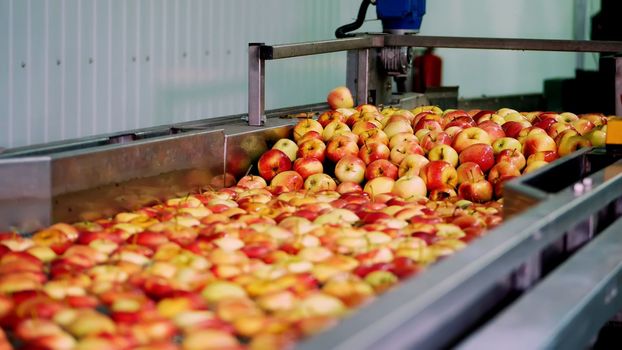 fresh picked apple harvest. The process of washing apples in a fruit production plant, Special bath, packing tub at fruit warehouse. Sorting apples at the factory. food industry. High quality photo